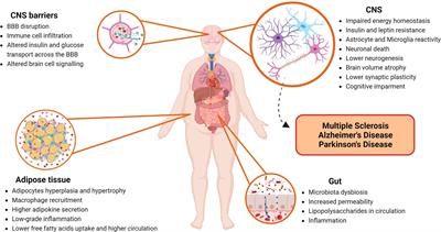 The complex relationship between obesity and neurodegenerative diseases: an updated review